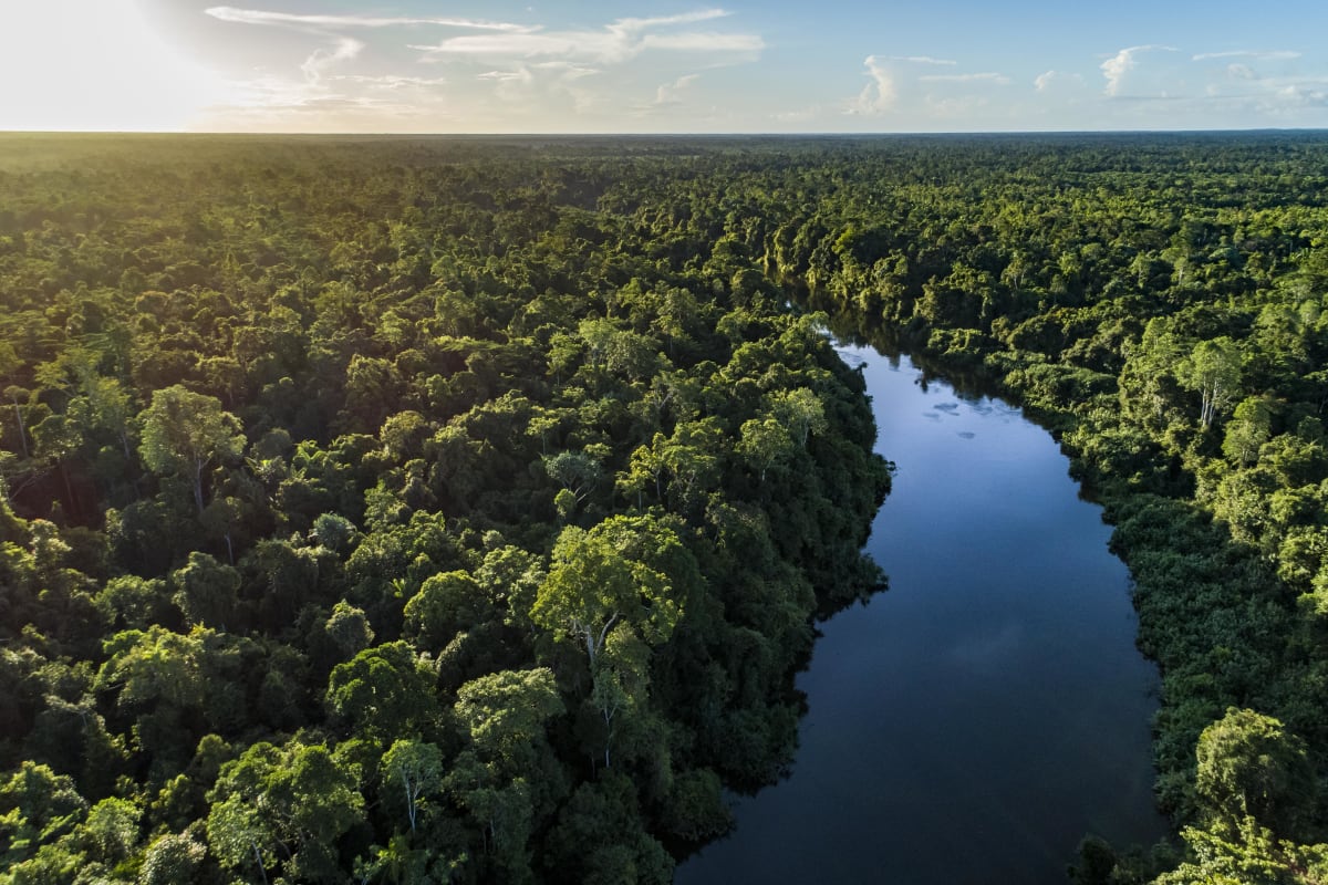 Dreams, Dollars and Destruction of a Rainforest