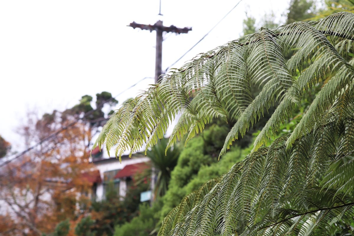 Why Urban Trees Are Worth Fighting For