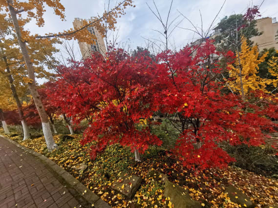 NFT called Red leaves