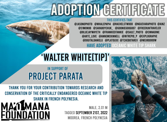 NFT called Project Parata Edition: Walter White(tip) Adoption