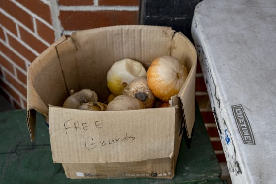 NFT called FREE Gourds #19/69