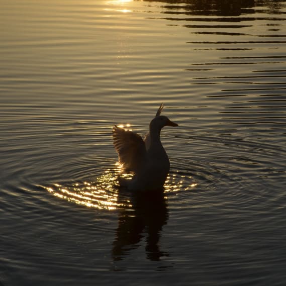 NFT called Glorious Duck