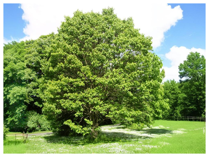 • Uva do Japão (Hovenia dulcis)