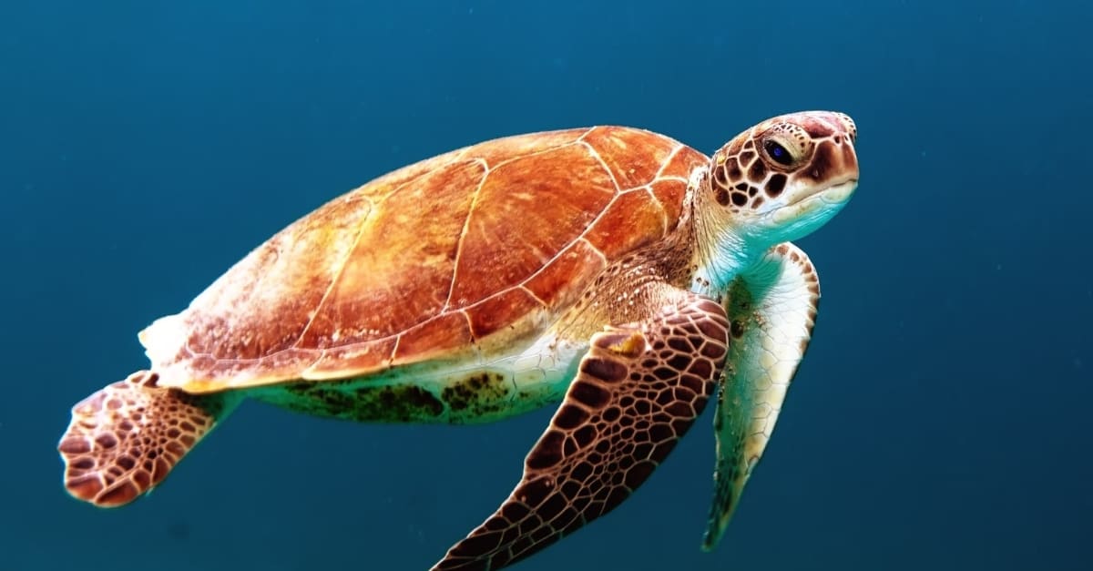 Turtle in the ocean