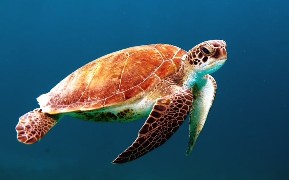 Turtle in the ocean