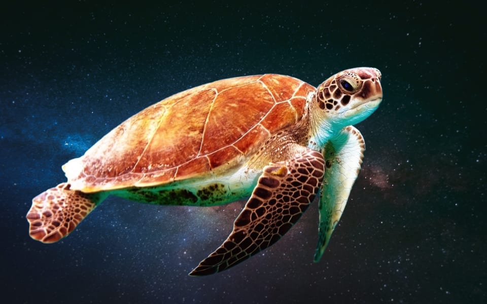 Turtle swimming in a galaxy