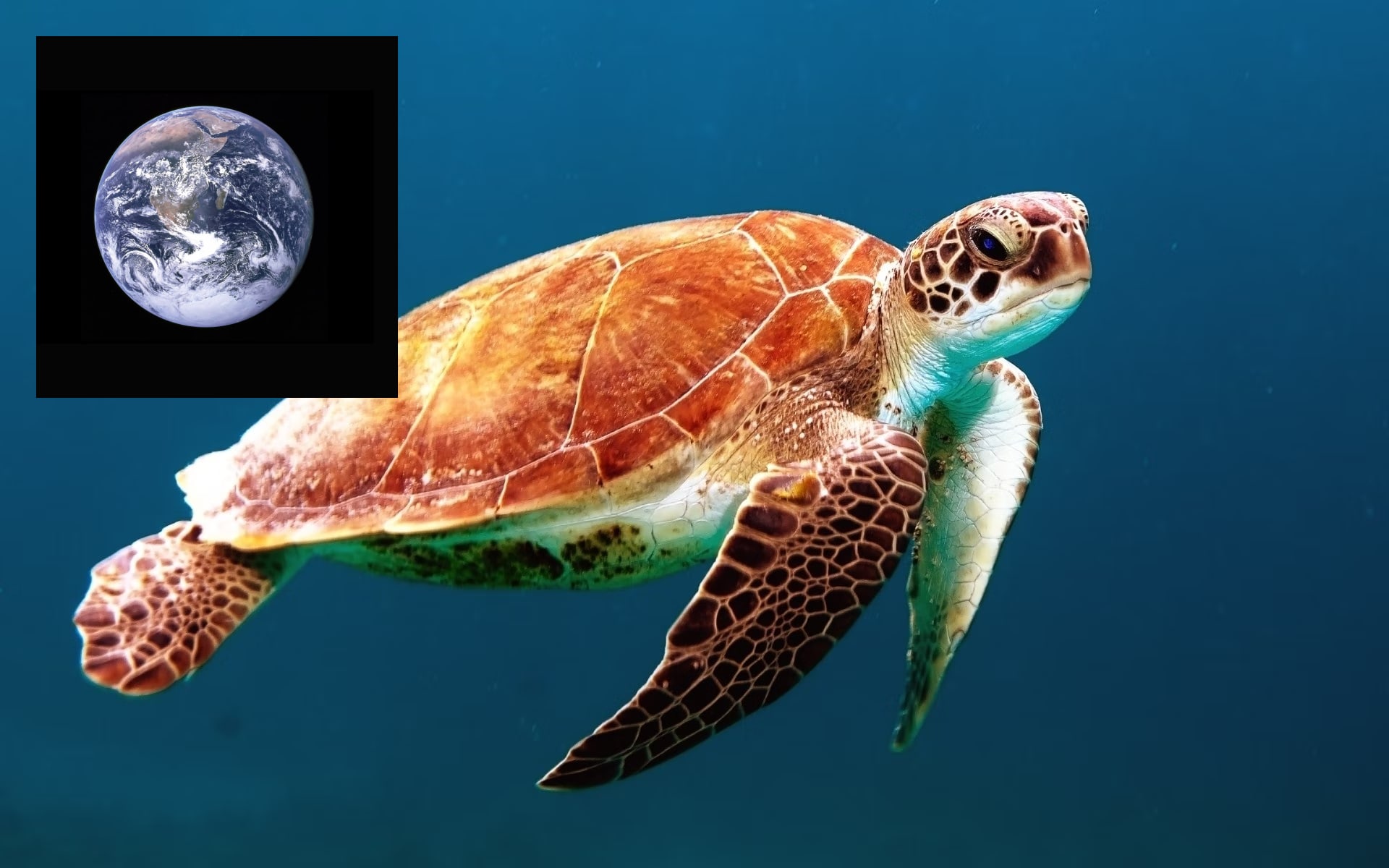 Turtle with earth