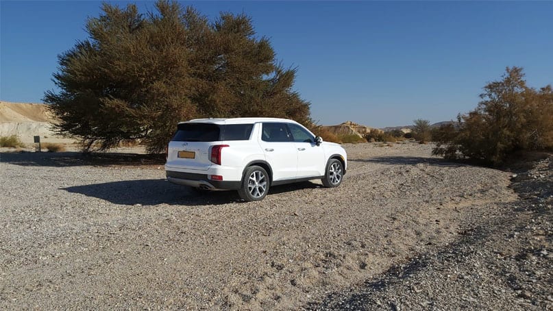 פלייסיד לבן במדבר