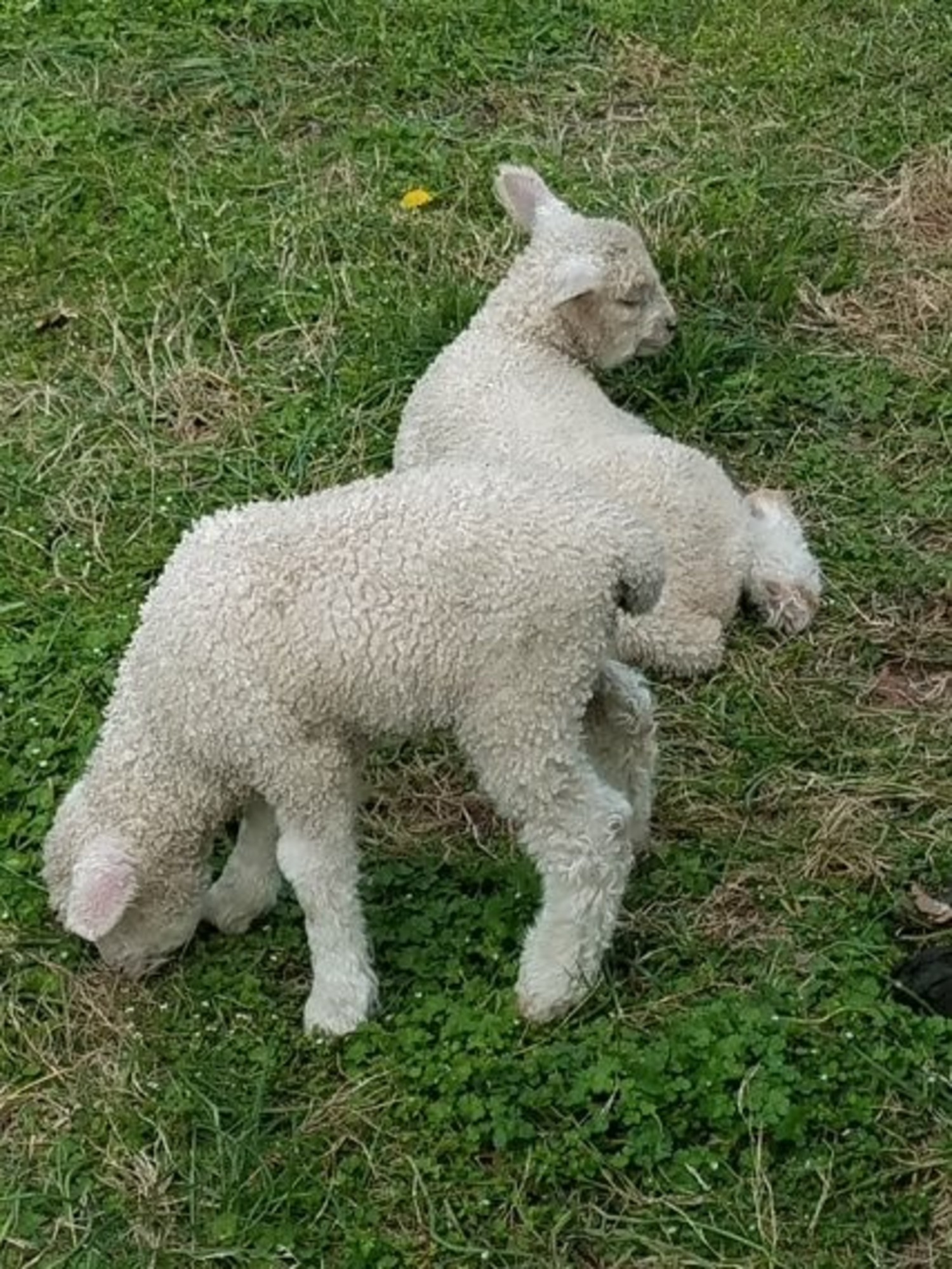 New Lambs, New Wool