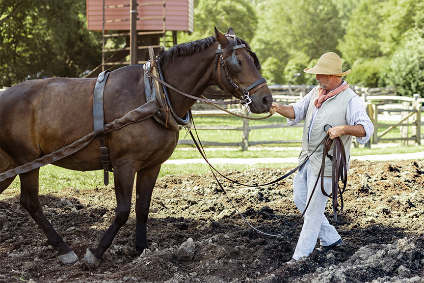 Stablemaster with horse