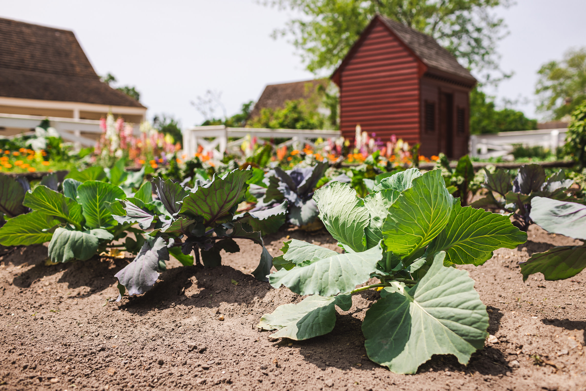 The gardens at Colonial Williamsburg