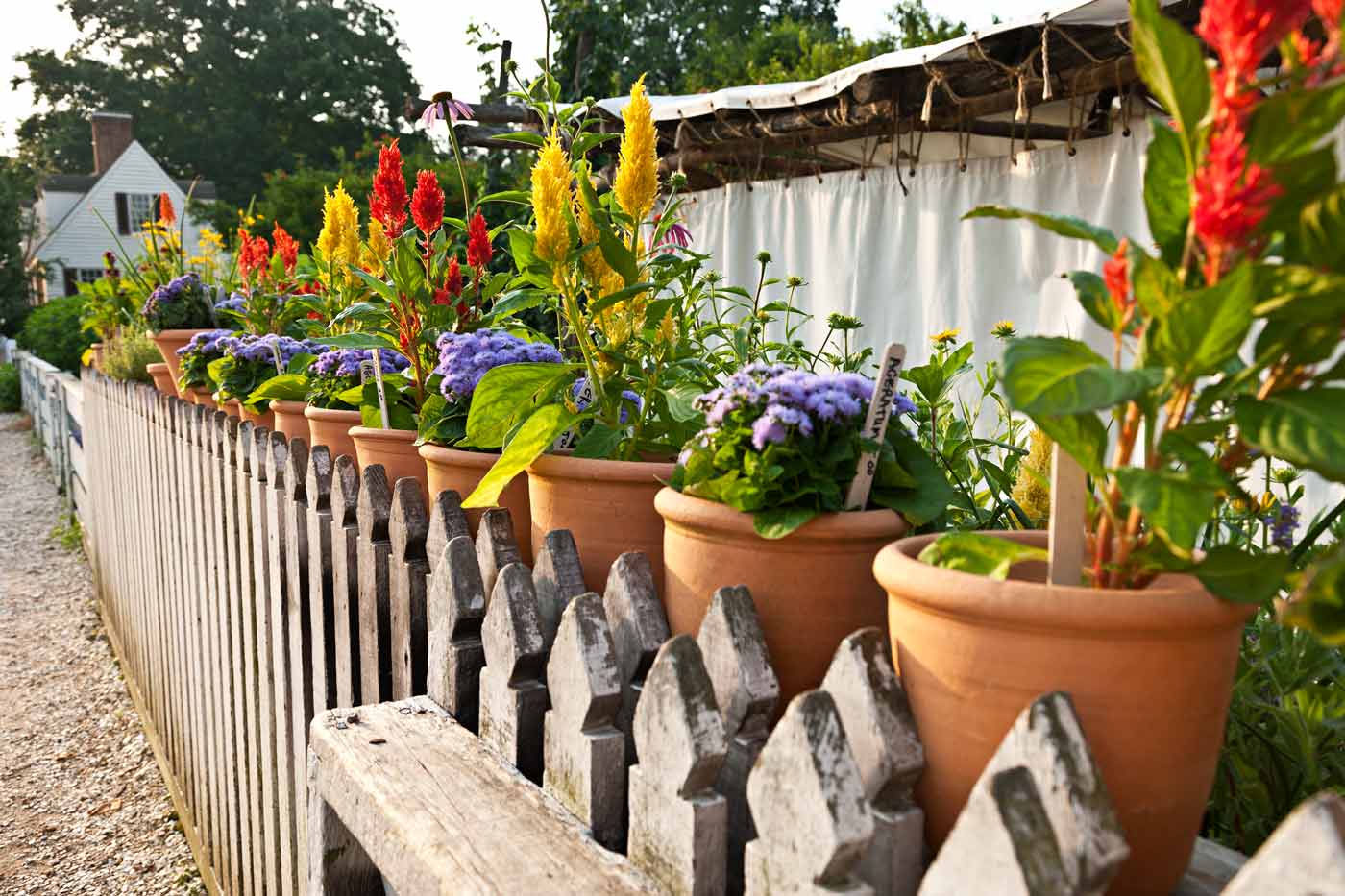 Growing a Colonial Garden