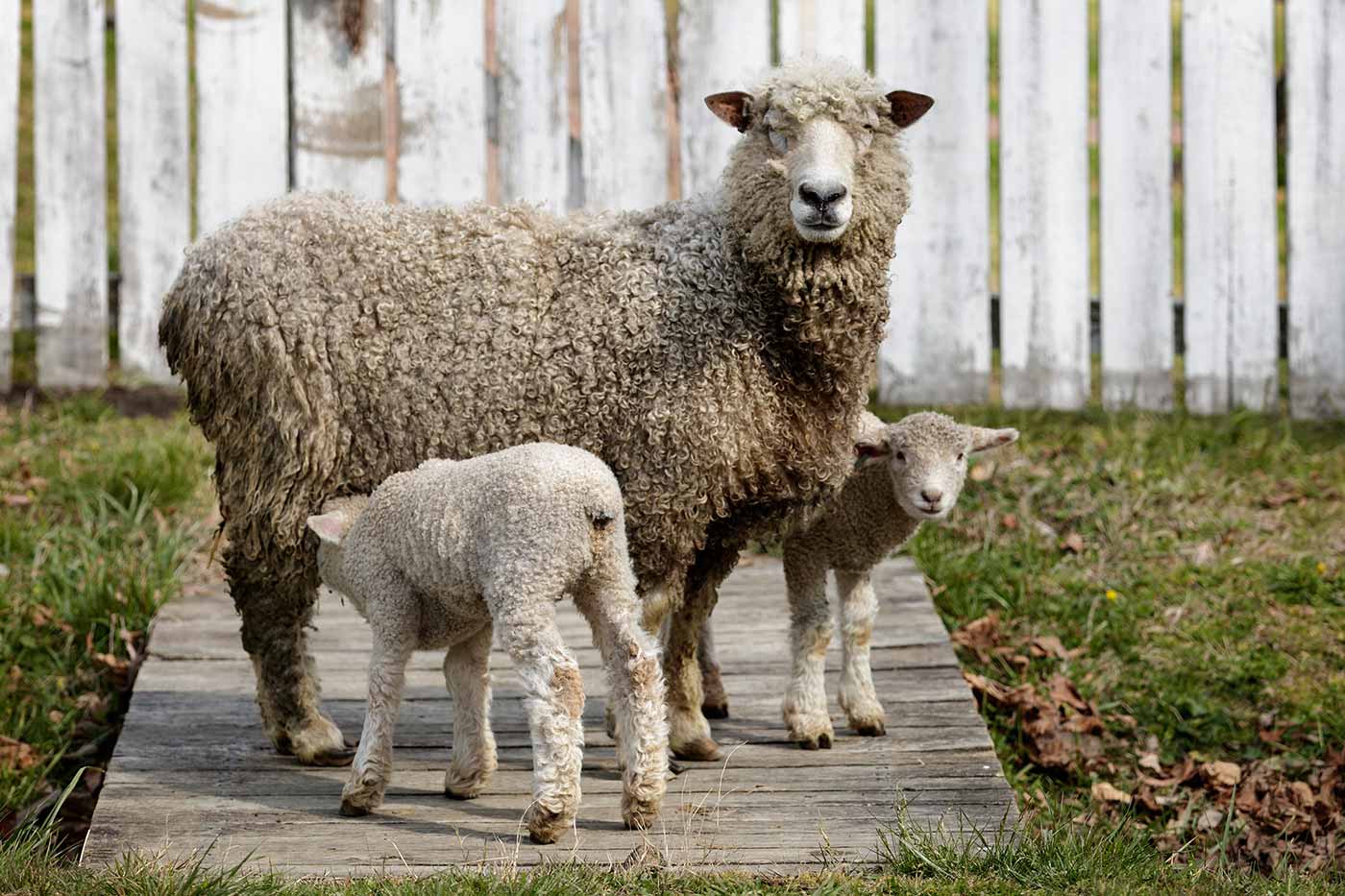 Conversation Meet and Greet the Rare Breeds