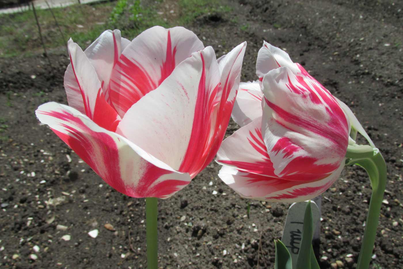 The Tulip