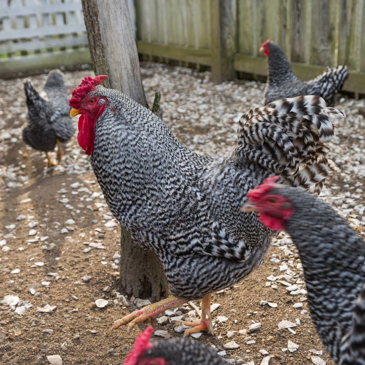 Facts About Rare Chicken Breeds