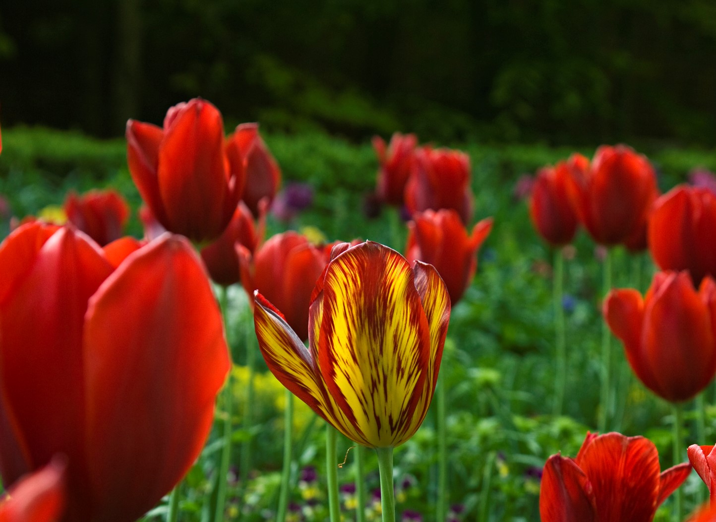 5 Truths About Tulips