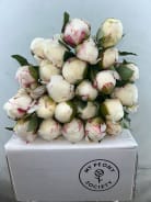 Paeonia Mary E. Nicholls | Coloríginz
