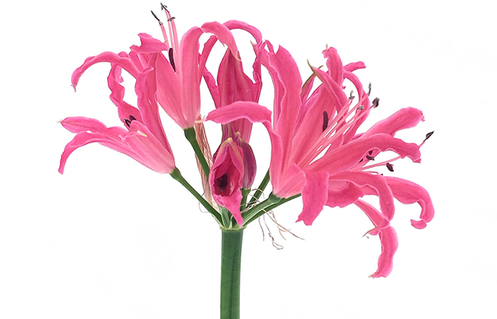All I Am - Nerine