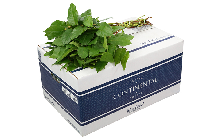 Salal Blue Label