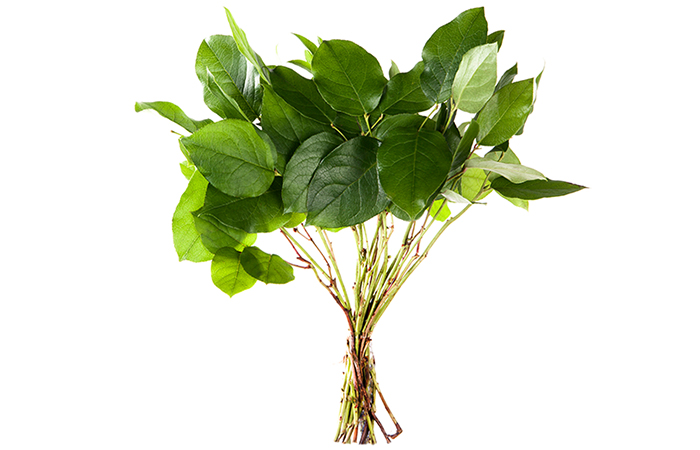 Salal tips