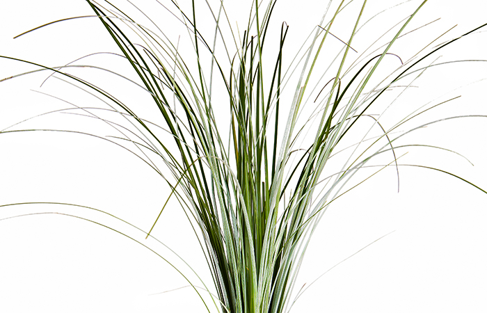 Bear grass