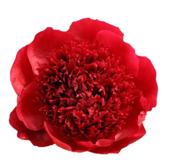 Red Charm