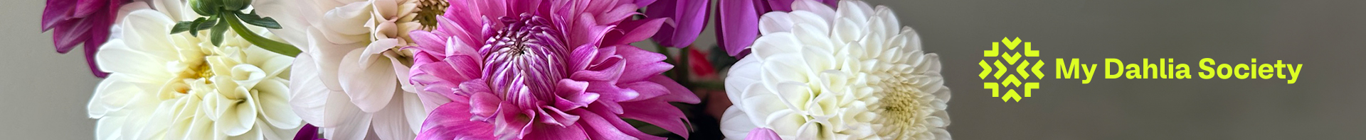 My Dahlia Society
