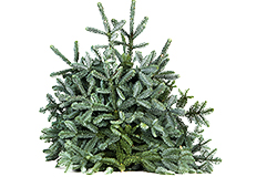 Christmas Trees