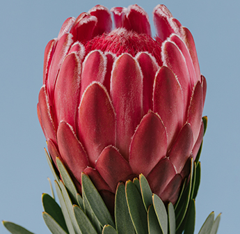 Protea