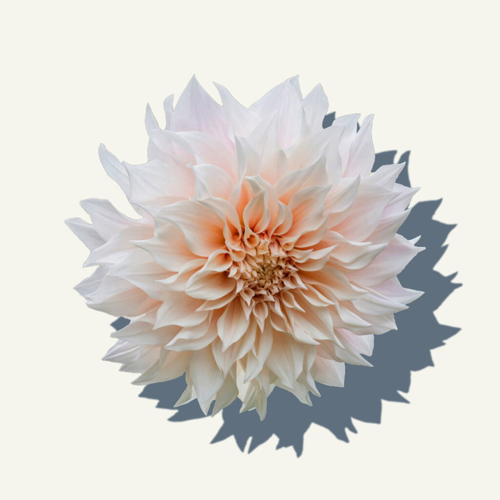 Dahlia Cafe au lait