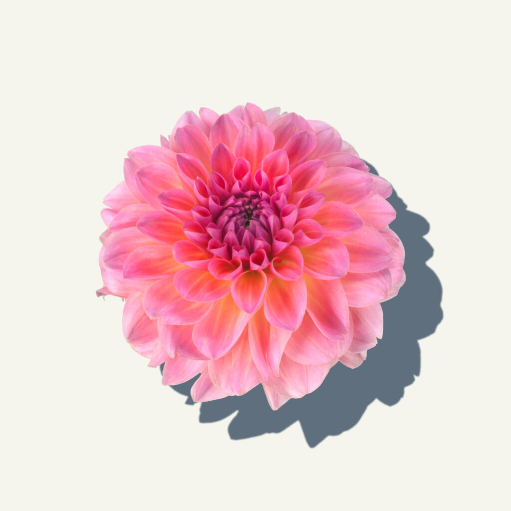Dahlia Esli