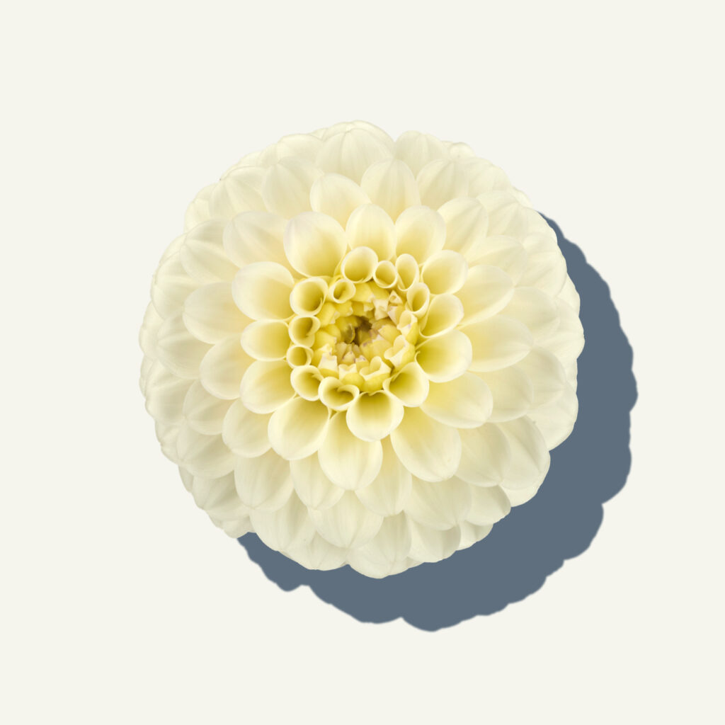 Dahlia White isa