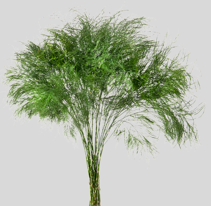 Treefern