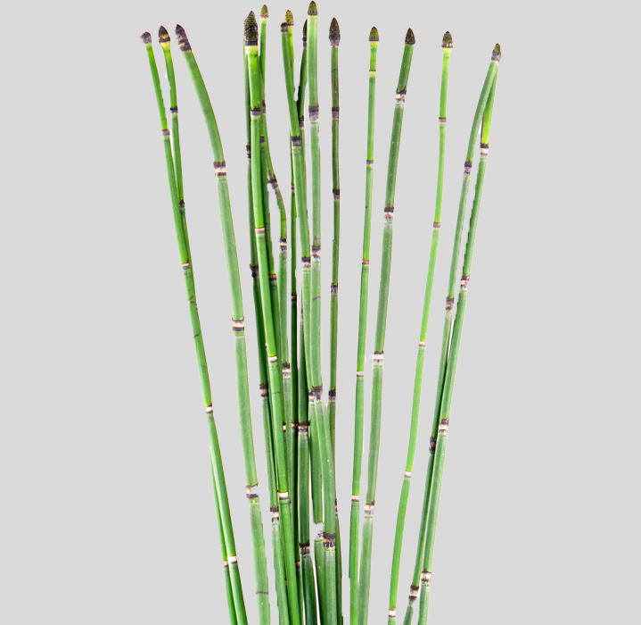 Snakegrass