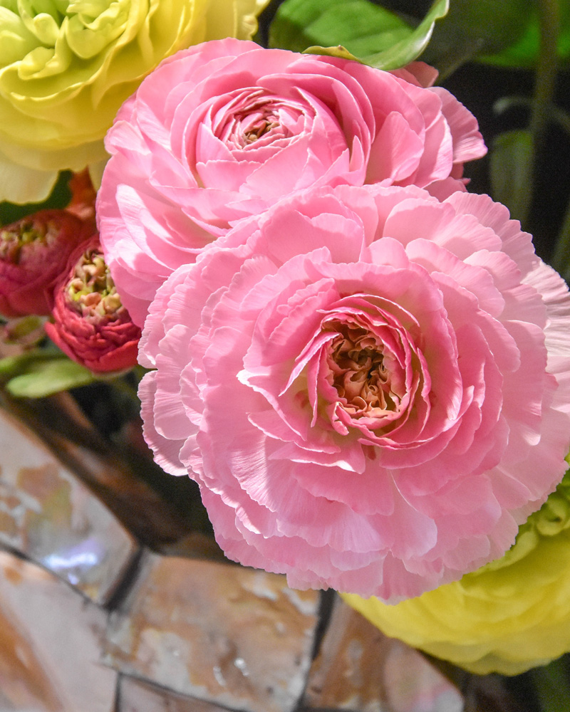Ranunculus