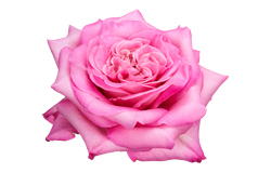 Garden roses