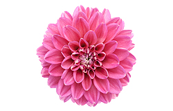 My Dahlia Society