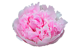 My Peony Society