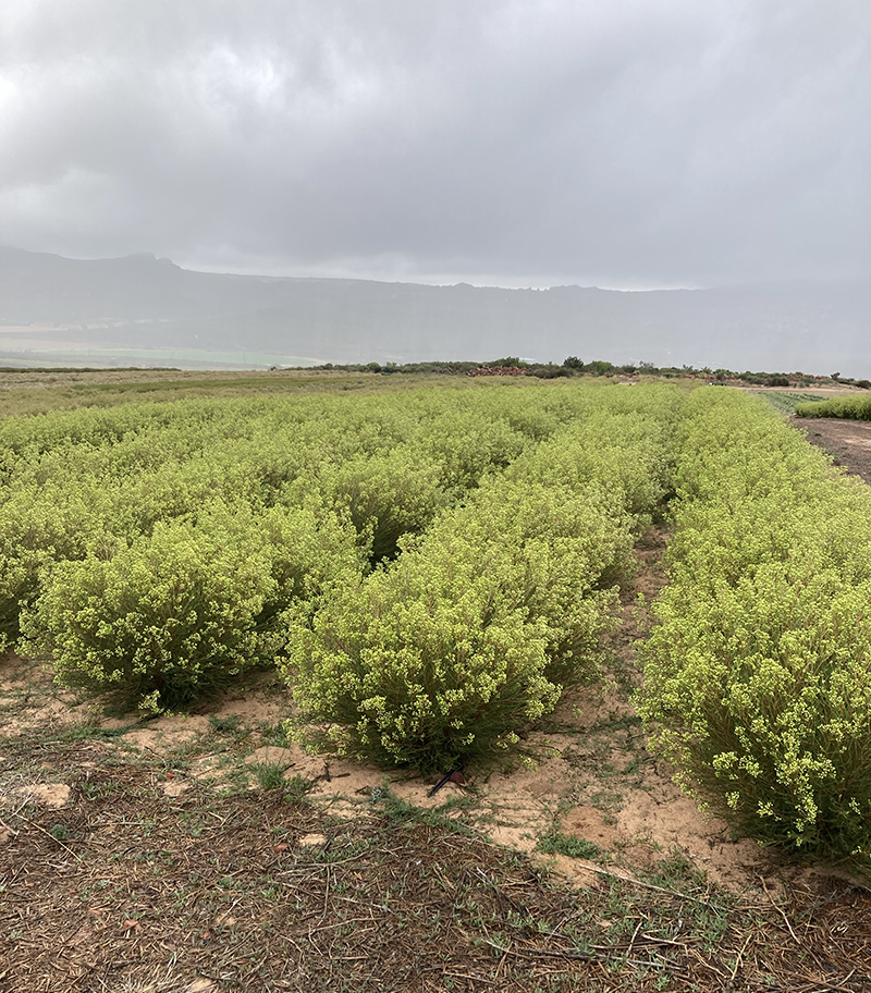 Chamelaucium crop growing at Flora United South Africa