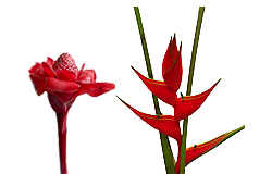 Tropicals