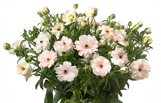 Ranunculus