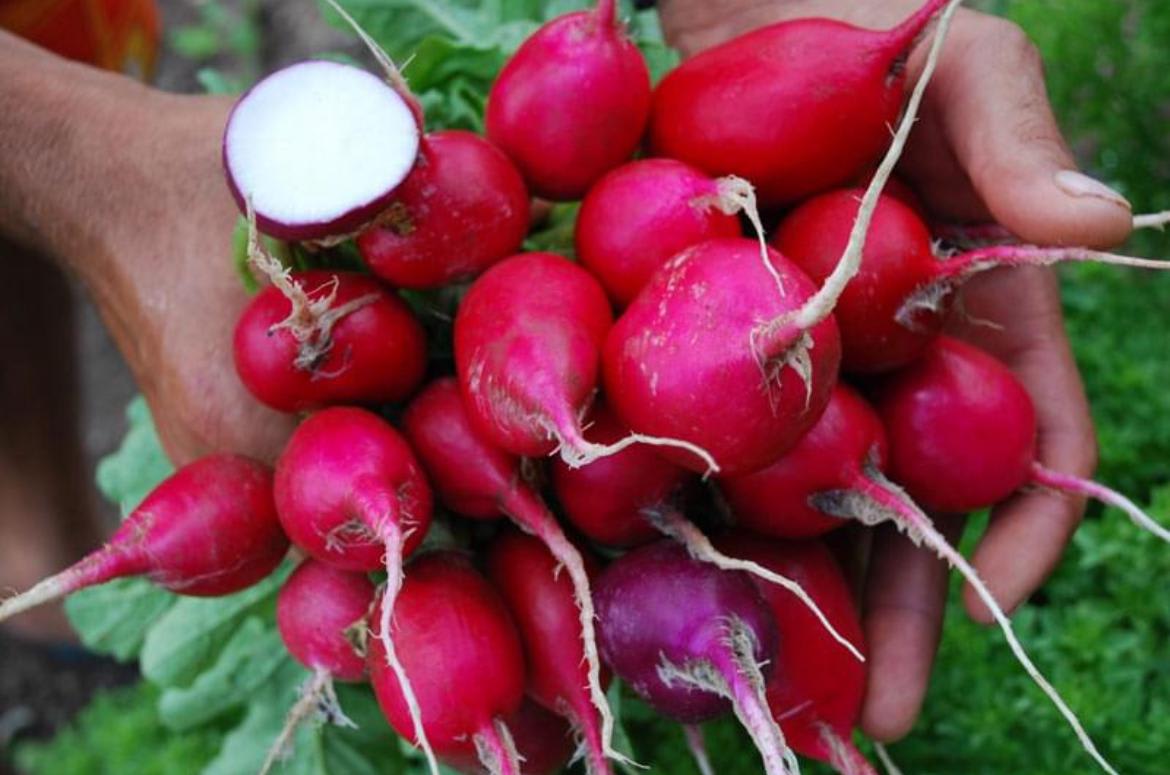 Comadre Fulozinha Produtos Organicos e Integrais