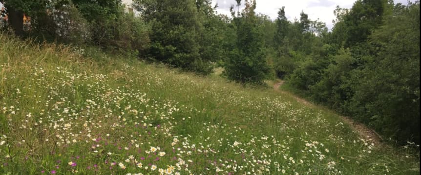 a wildflower meadow