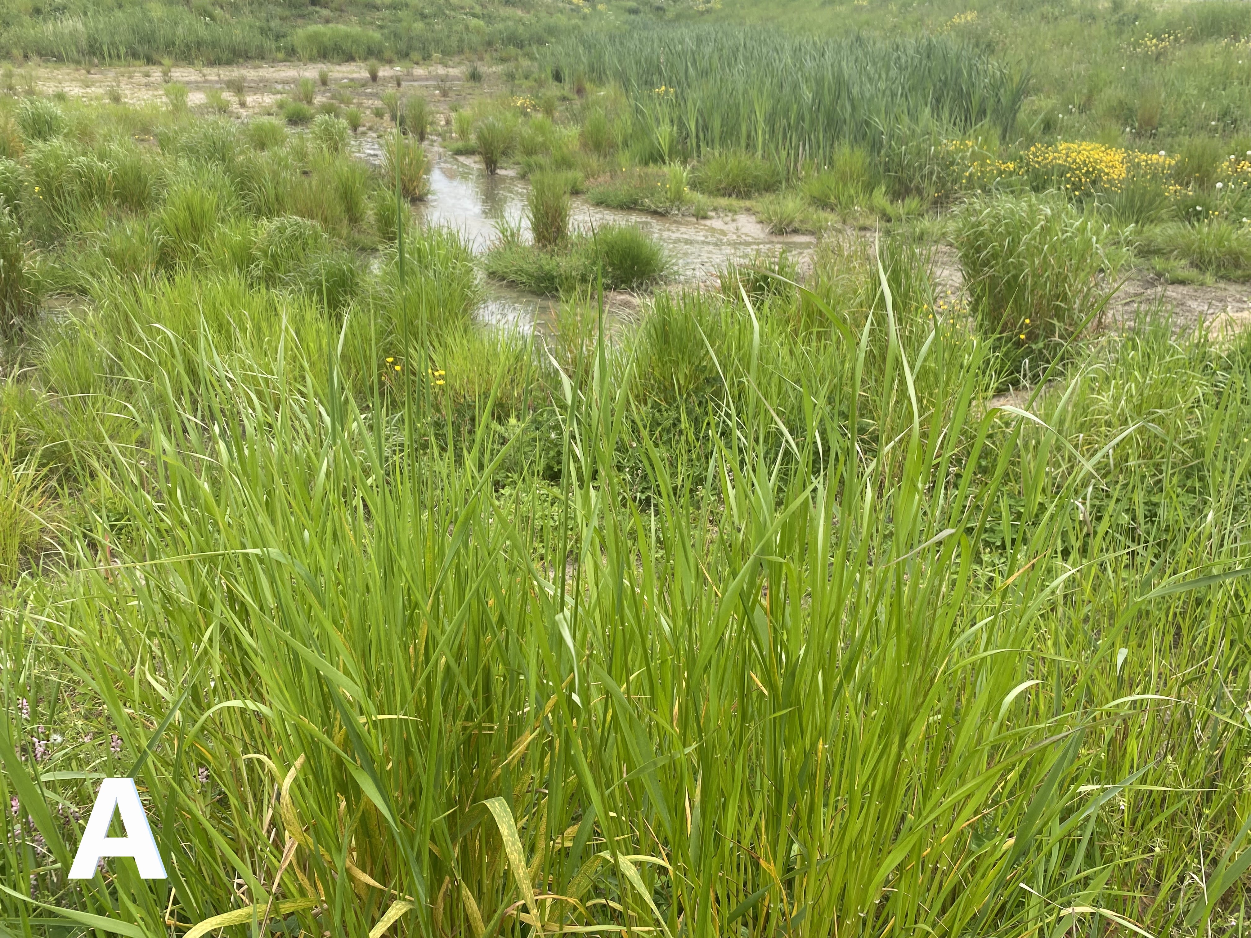 A. Amenity grasses which are hard wearing and climate resilient