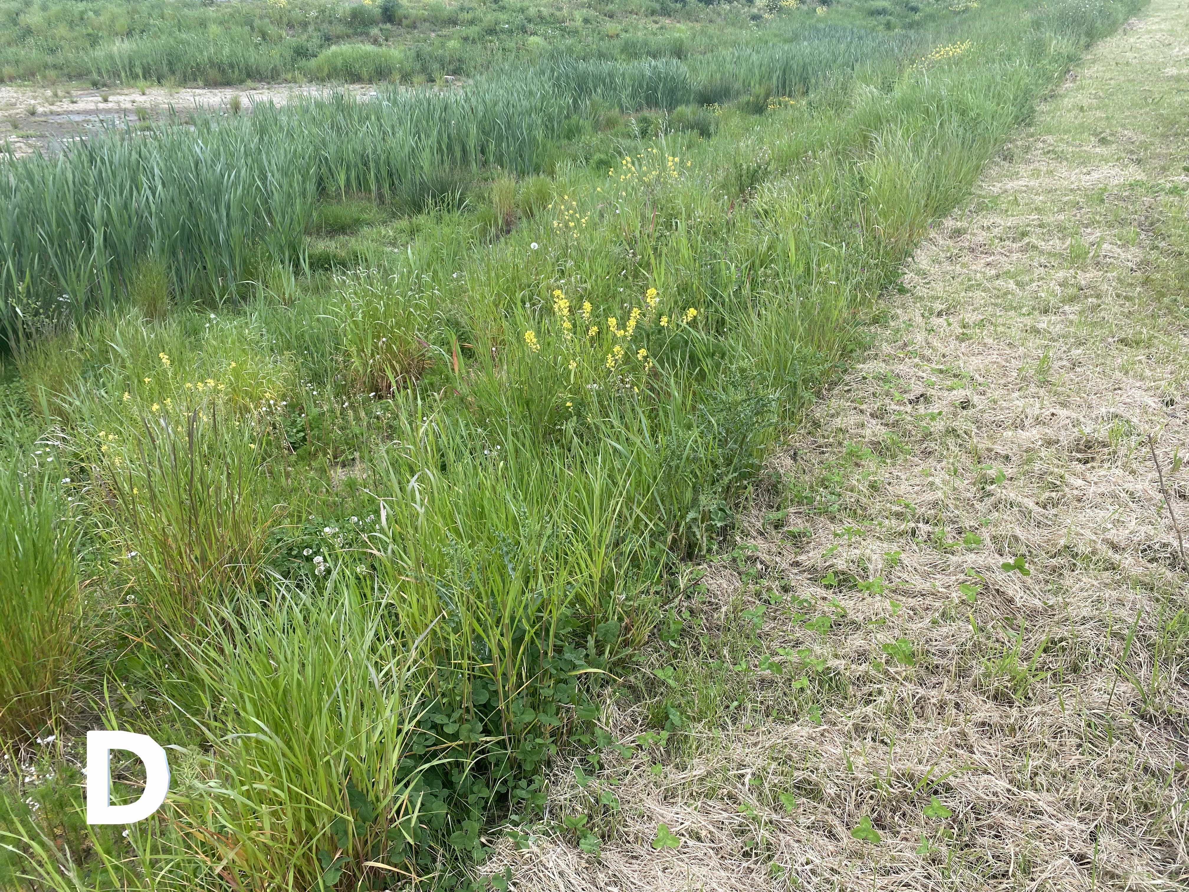 D. Long reeds in Wetland grass habitat, surrounded by shorter grasses