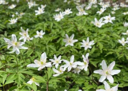 Restore: Wood Anemones and other ancient woodland plants. 