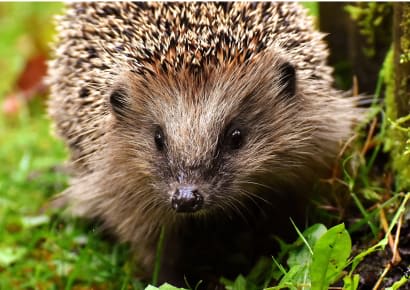 Help: Hedgehogs foraging and hibernating in the undergrowth and leaf piles. 