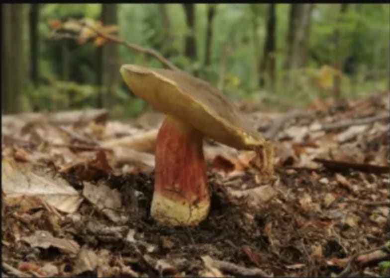 Benefit: Mycorrhizal fungi, such as Bluefoot Bolete, link to tree roots in healthy soil. 