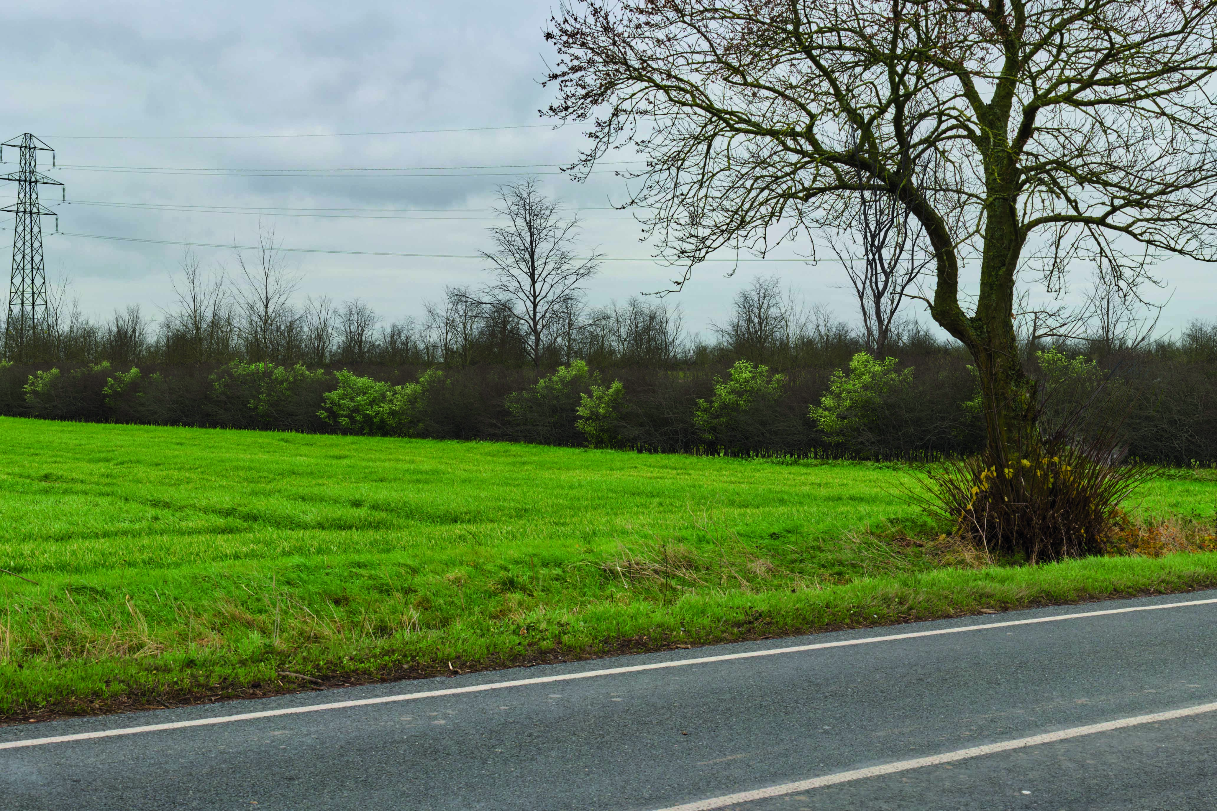 View east from Horningsea Road near Low Fen Drove Way (year 15)