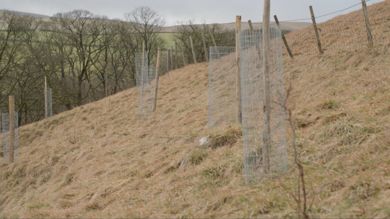 Trees planted at Malham